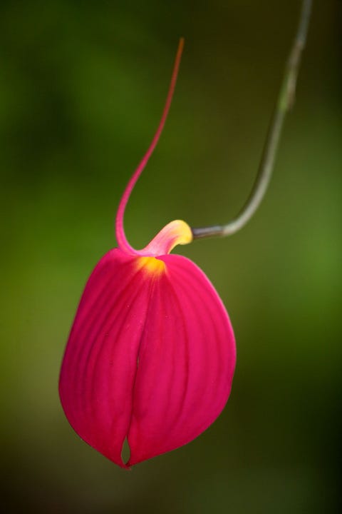 De Masdevallia cocinea is vanwege zijn knalroze bloemblaadjes geliefd bij orchideeliefhebbers