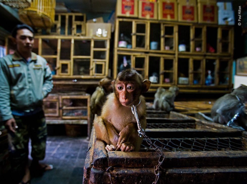 Paul Hilton won de hoofdprijs in de categorie wildreportage verhaal voor zijn fotojournalistieke werk op het gebied van de wereldwijde handel in wilde dieren Op deze foto is een jonge zuidelijke lampongaap te zien die op een vogelmarkt op Bali aan een houten kooi is vastgeketend