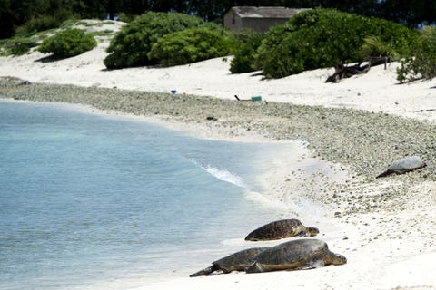 Papahanaumokuakea Marine Op 15 juni 2006 creerde president Bush in de Stille Oceaan ten noordwesten van Hawa dit zeereservaat dat op 26 augustus 2016 door president Obama werd uitgebreid tot anderhalf miljoen vierkante kilometer Het is het grootste beschermde gebied ter wereld Een vierde van de zevenduizend soorten zeedieren en vogels die binnen de grenzen van dit reservaat leven komen nergens anders op aarde voor waaronder de Hawaaanse monniksrob ook leven er blauwe vinvissen en Stellers albatrossen