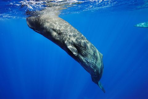Sperm whales pictured off the Azores were intensely hunted for a fatty substance in their heads called spermaceti in their heads used as an oil and lubricant in the 1800s