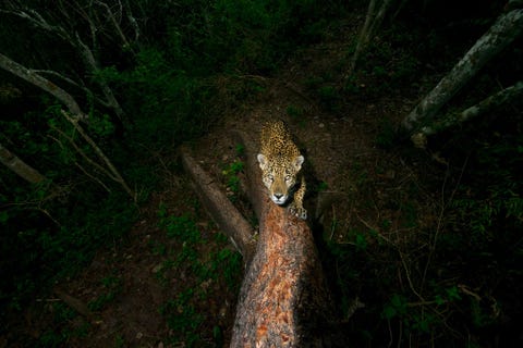 De foto die Alejandro Prieto met behulp van een cameraval maakte en hem de eerste prijs in de categorie Verhaal opleverde toont een jaguar in het westen van Mexico die zijn klauwen aanscherpt Jaguars in dit gebied worden niet alleen bedreigd door habitatverlies en projectontwikkelingen maar ook steeds vaker door stropers