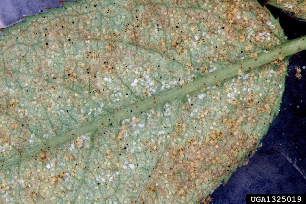 how to get rid of spider mites whitney cranshaw, colorado state university, bugwood