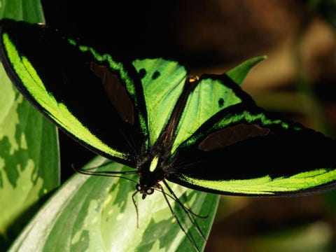 De grootste vlindersoort van Australi de pageOrnithoptera priamus zit goed gecamoufleerd op een groen blad De vrouwtjes van de soort hebben vleugels met een spanwijdte van tot wel twintig centimeter