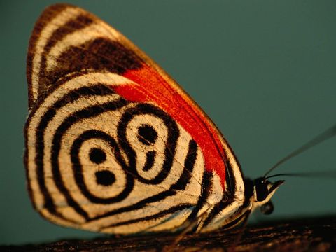 In het Braziliaanse deel van de Pantanal vertoont een vlinder van de soortDiaethria neglecta in de volksmond ook wel 88vlinder genoemd  het patroon van lijnen en stippen waaraan hij zijn aparte naam heeft te danken