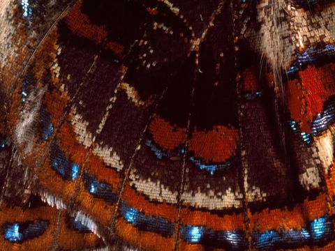 De vleugel van een nog niet gedentificeerde vlinder die in de buurt van Tully in Australi werd gevonden doet denken aan een kleurrijk tapijt