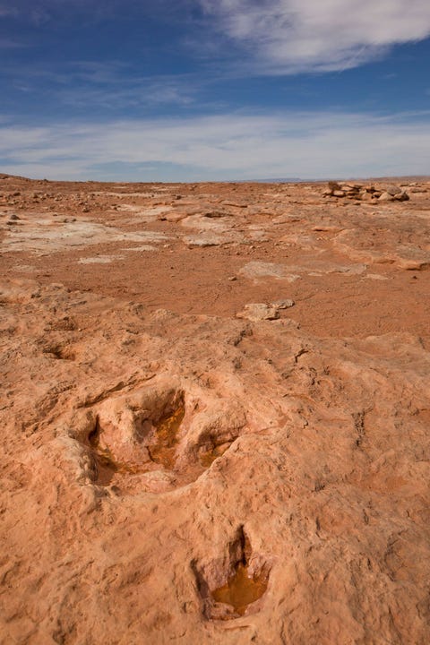 https://www.nationalgeographic.com/content/dam/science/2018/09/21/dino_gallery/13_dino_gallery_c3hhea.jpg Deze twee paar pootafdrukken van de Moenkopi Dinosaur Tracks in Arizona VS moeten 193 miljoen jaar geleden zijn achtergelaten door een moeder en een jong van de soort Dilophosaurus wetherilli De sporen zijn een indringende getuigenis van het gedrag van dinosaurirs uit de vroege Jura De smalle drietenige pootafdrukken zijn kenmerkend voor vleesetende theropoden