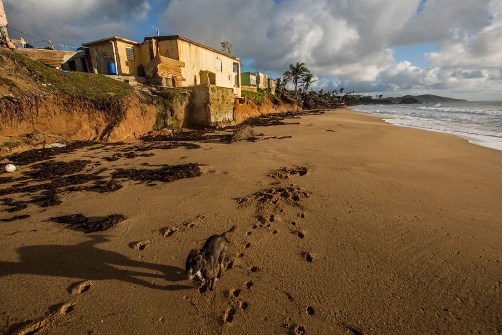 Zich niet storend aan de schade en verwoeste huizen langs het strand van Playa el Negro loopt een hond over het zand De hond werd door Irma Torres als puppy gered en met de fles grootgebracht