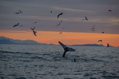 De staart van een orka steekt nog net boven water uit terwijl het dier onderduikt om op haring te jagen in het Andjord in Noorwegen