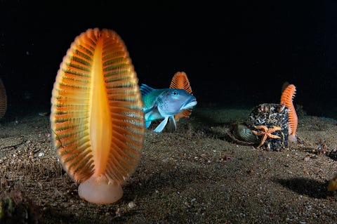 Lichtgevende vis Een Parapercis colias blue cod duikt op uit een zacht koraal in een zeereservaat bij NieuwZeeland Voor mij was dit een buitenaardse wereld ongezien en verborgen maar zeer bijzonder zegt fotograaf Brian Skerry