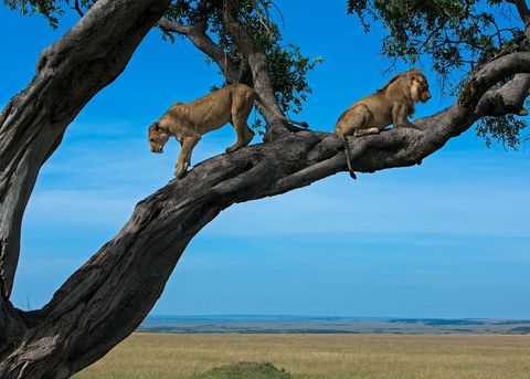 Een leeuwin klimt van een boom af bij het Masai Mara National Reserve in Kenia Het reservaat grenst aan Tanzanias Serengeti National Park