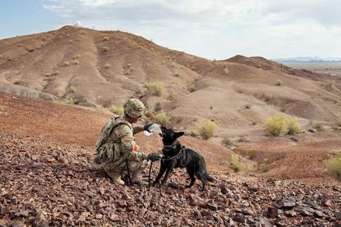 Na een training in het beveiligen van een weg op het militaire oefenterrein van Yuma geeft korporaal Jonathan Van Dyk zijn hond Lucky wat te drinkenKIJK NAAR EEN DUBBELE AFLEVERING VAN THE LONG ROAD HOME OP 5 NOVEMBER OM 2130