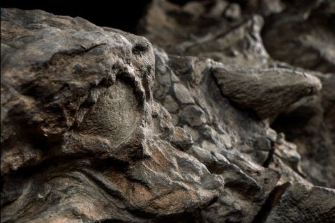 De nodosaurus lijkt een blik te werpen dankzij de gedetailleerd bewaard gebleven oogkas van het fossiel