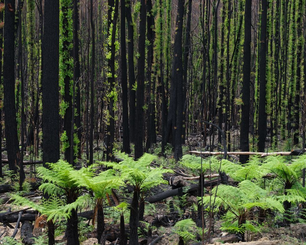Zon negen weken na de bosbrand in dit gebied langs de Princess Highway in de deelstaat Victoria vlakbij de grens met NieuwZuidWales zijn er nieuwe planten in dit afgebrande bos opgekomen 8 maart 2020