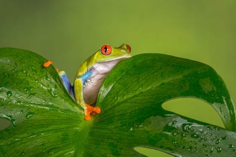 Redeyed tree frog