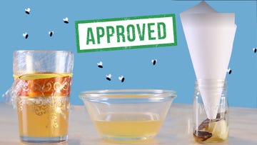 these diy fruit fly traps will save your kitchen