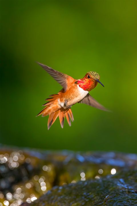 Bird, Beak, Rufous Hummingbird, Hummingbird, Wildlife, Wing, Plant, 