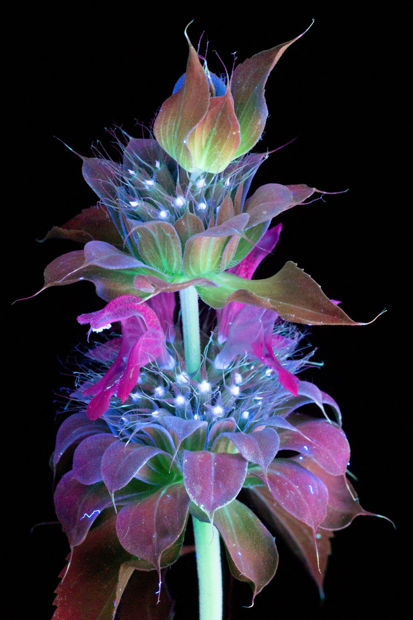 bergamotplant monarda sp gefotografeerd in uv licht