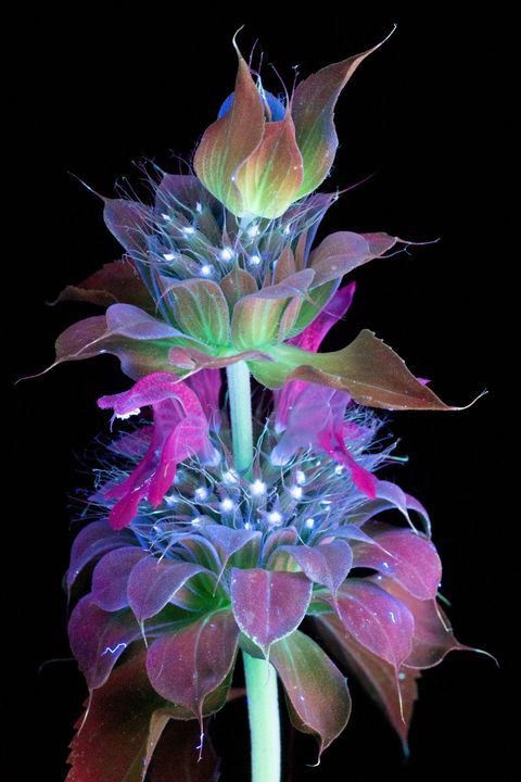 Enkele gekleurde bloemen van de bergamotplanm Monarda sp trekken bestuivend aan door hun levendige tinten Onder de uvlamp lijkt de plant net een gelektrificeerde regenboog