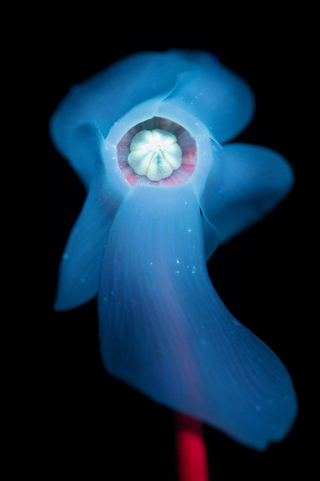 Cyclaam