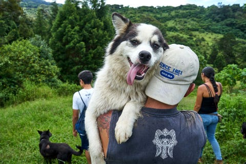Tijdens de dagelijkse wandeling draagt Freddy de hond Safira die een oor mist