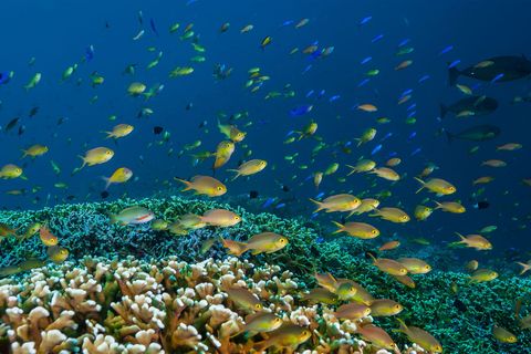 Zeebaarsjes verzamelen zich boven een koraalweide Het Tubbataharif werd in 1988 voor het eerst beschermd en vijf jaar later in de Unescowerelderfgoedlijst opgenomen