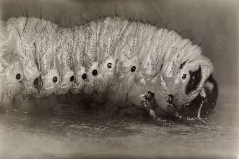 Junikevers hebben een levenscyclus van drie jaar waarvan ze een deel lange stevige witte rupsen van een centimeter zijn