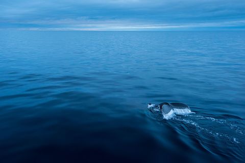 Humpback whales pictured an animal near Antarctica emit moans howls cries and other complex noises that can continue for hours The 1979 Songs of the Humpback Whale album made the animals songs famous