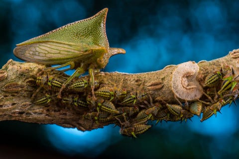 Javier Aznar Gonzlez de Rueda won de portfolioprijs voor zijn serie van zes fotos waaronder deze van een bochelcicade in Ecuador die waakt over haar gezin
