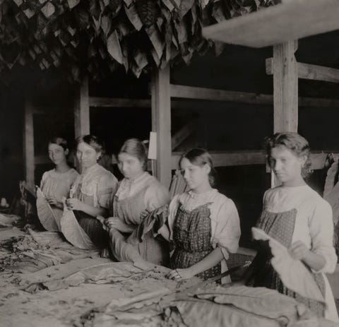 In een schuur op Cuba prepareren arbeidsters tabaksbladeren voor fermentatie 1920