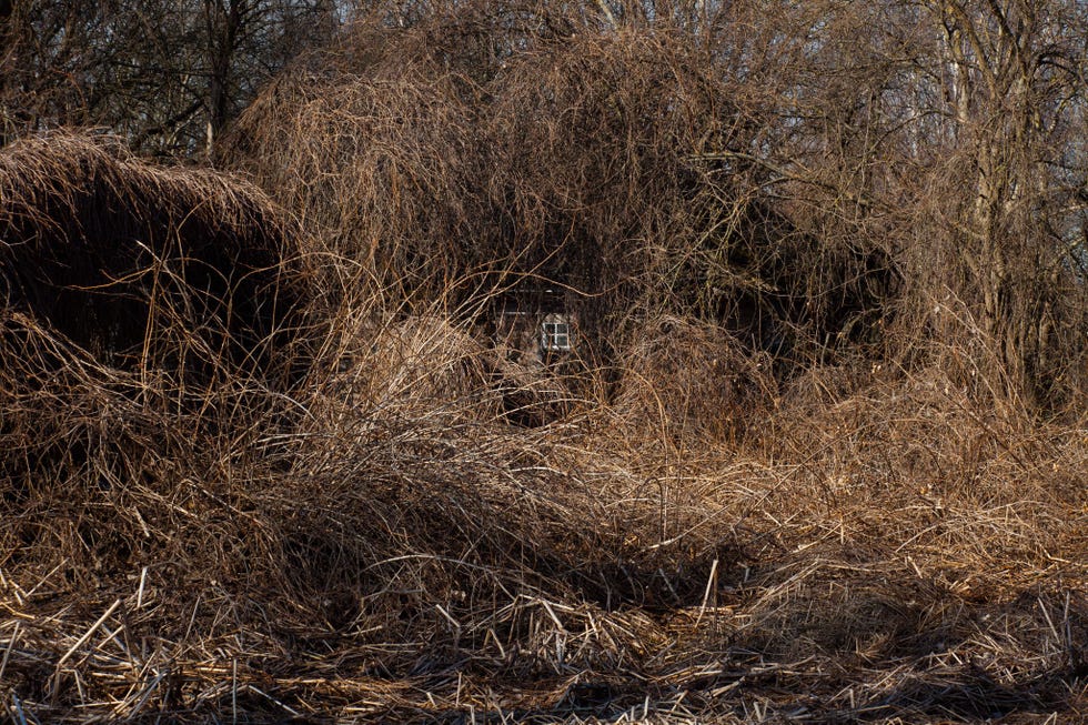 2011 Wijnranken banen zich een weg langs een verlaten boerderij in een afgelegen deel van de zone Overal in de evacuatiezone claimt de natuur verlaten nederzettingen terug