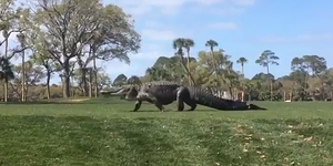 恐竜の絶滅