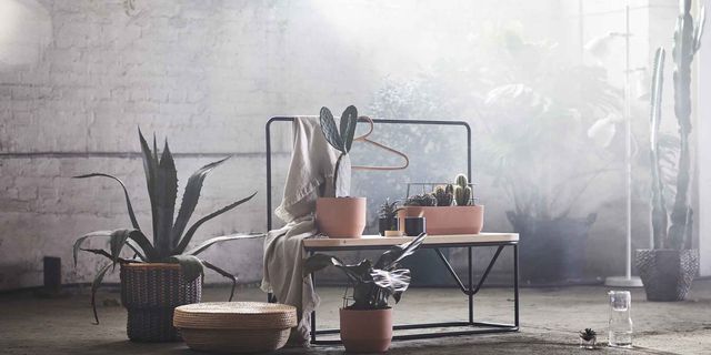 Flowerpot, Houseplant, Table, Iron, Furniture, Room, Plant, Cactus, Material property, Coffee table, 