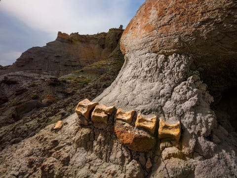 https://www.nationalgeographic.com/content/dam/science/2018/09/21/dino_gallery/14_dino_gallery_nationalgeographic_1906161.jpg Terwijl sedimentlagen aan de oppervlakte door regen en wind worden verweerd worden geleidelijk fossielen blootgelegd die in het zachtere gesteente liggen ingebed Hier steekt een zestig centimeter lang staartstuk van een hadrosaurir uit een laag zandsteen Enkele van de beste plekken op aarde om naar fossielen te zoeken zijn zogenaamde badlands waar de erosie van gesteentelagen aan de oppervlakte snel verloopt