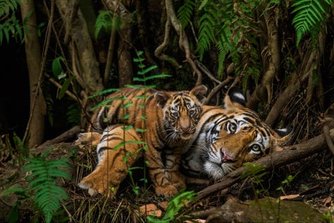 Een tijgerwelpje en zijn moeder maken het zich gemakkelijk in het nationale park van Bandhavgarh in India Het heeft erg lang geduurd voordat ik zoiets emblematisch zag zei fotograaf Steve Winter die maanden in het veld doorbracht zonder kleine welpjes te spotten