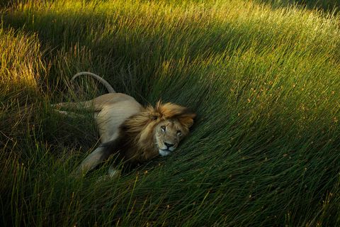 Een leeuw ligt in het gras van de velden van de Serengeti