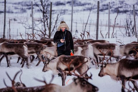 De enige business in Riksgrnsen naast het skitoerisme is rendieren houden hetgeen beheerd wordt door de Sami bevolking