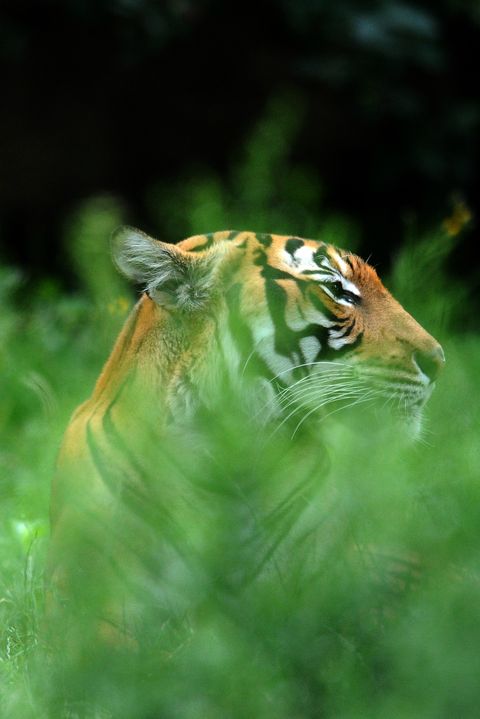 Wildlife, Macro photography, Grass, Plant, Insect, Photography, Bengal tiger, 