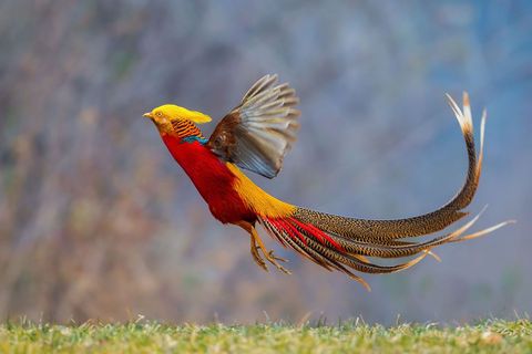 Golden pheasant Pingdingshan Henan Sheng China