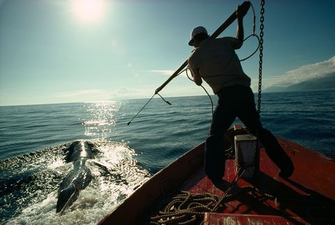 Als antwoord op ruim een decennium van protesten en onder druk van de wetenschap kondigde de Internationale Walvisvaartcommissie IWC in 1982 eindelijk een verbod op de commercile walvisvangst af Op een foto uit 1976 richt een walvisvaarder zijn harpoen op een potvis voor de kust van Pico een van de eilandjes van de Azoren Portugal sloot zich pas in 2002 bij de IWC aan