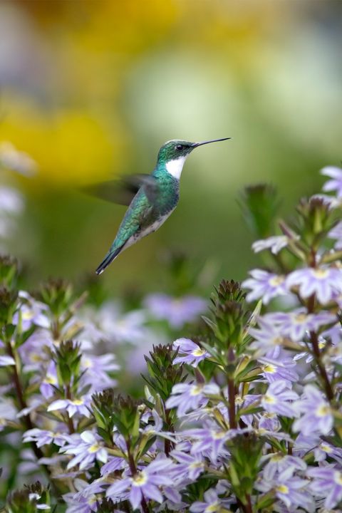 Hummingbird, Flower, Bird, Flowering plant, Petal, Beak, Teal, Wing, Pollinator, Morning, 