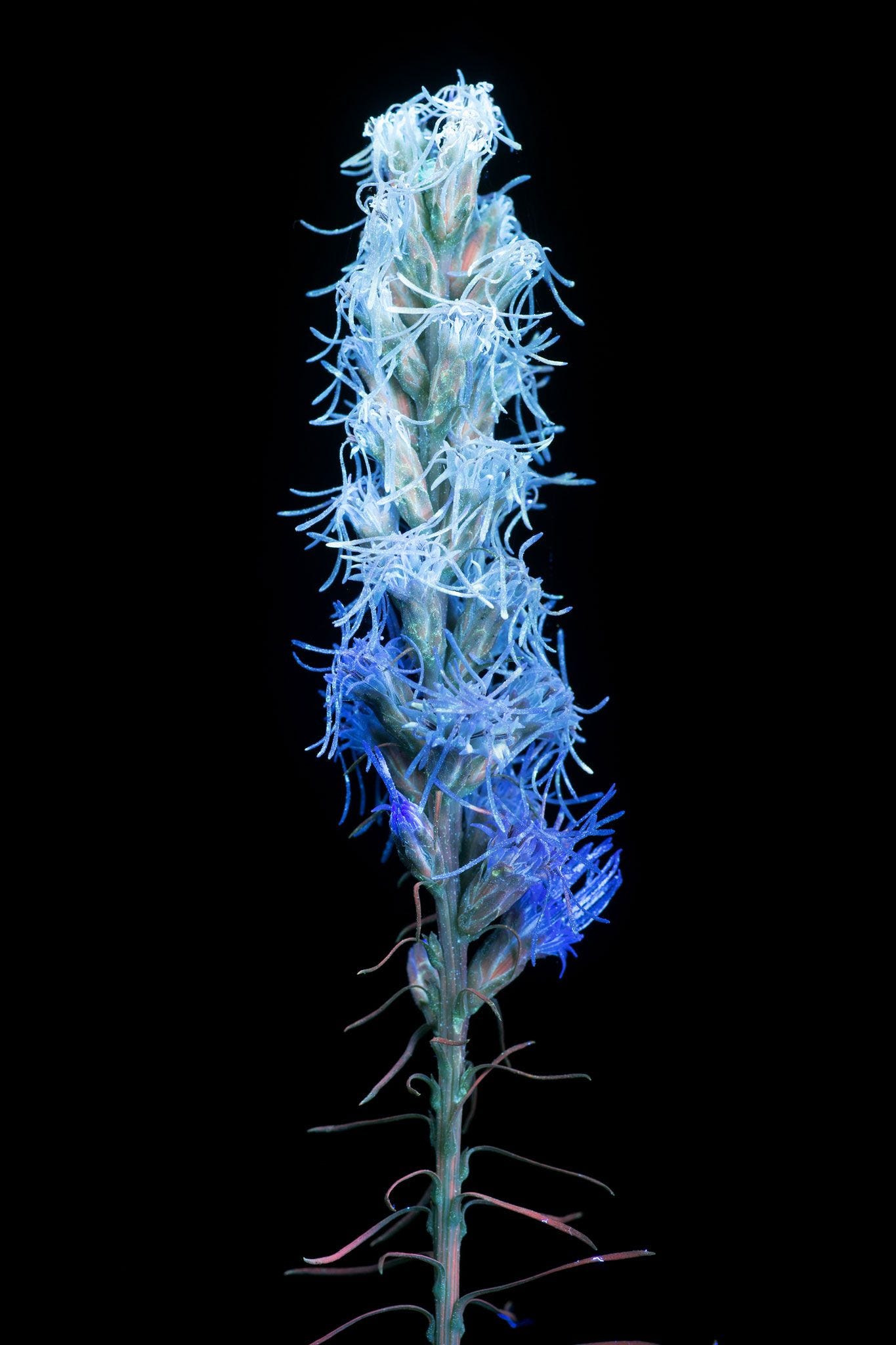 liatris spicata lampenpoetser