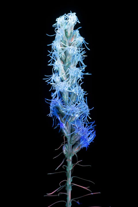 Liatris spicata Lampenpoetser