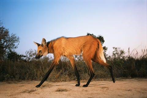 MANENWOLFDe manenwolf  Chrysocyon brachyurus heeft zich tijdens zijn evolutie aangepast aan de jacht in hoog gras Het dier hier gefotografeerd in de Pantanal in Brazili heeft indrukwekkend lange poten jaagt alleen en gebruikt zijn sterk riekende urine om zijn territorium af te bakenen