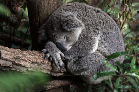 In een buitenwijk in de Australische deelstaat NieuwZuidWales dommelt een koala in een boom