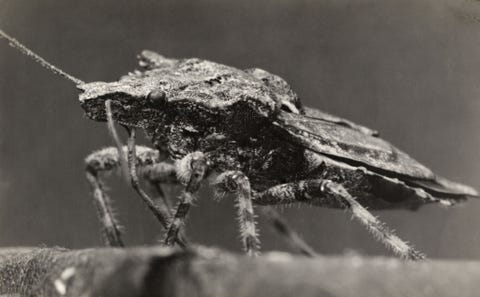 Veel Amerikanen zijn bekend met de bruingemarmerde schildwants een invasieve Aziatische soort die fruitoogst en binnengevallen huizen in de Verenigde Staten heeft verpest