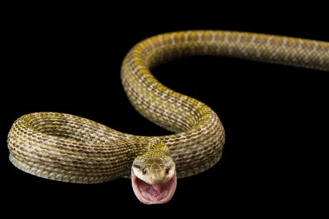 Een Japanse rattenslang Elaphe climacophora in het Pet Paradise