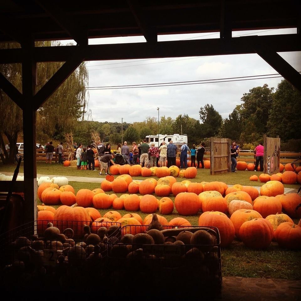 15 Best Pumpkin Patches 2020 - Top Pumpkin Farms In America