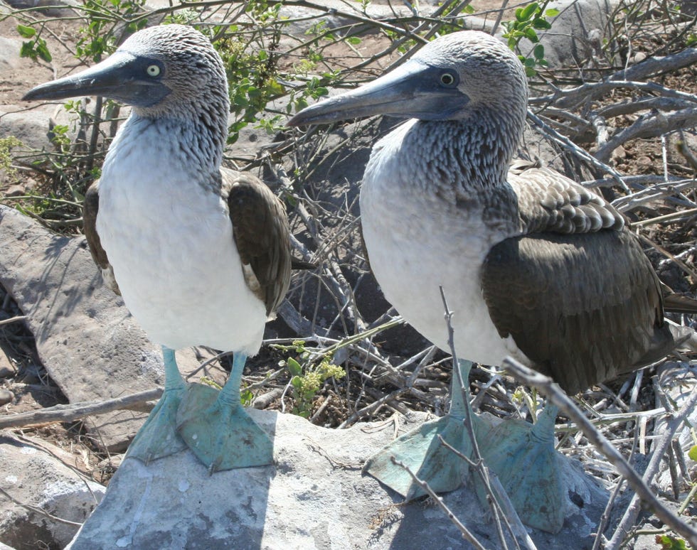 Bird, Vertebrate, Blue-footed booby, Beak, Seabird, Red-footed booby, Suliformes, Wildlife, Brown Pelican, Heron, 