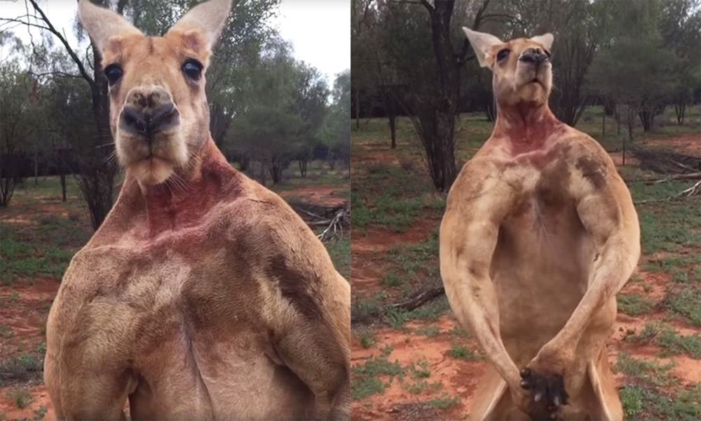 超マッチョな世界的人気カンガルー、安らかに眠る…。