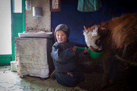 In de joert van zijn familie voedt Sergelen een kalf Bij extreem koud weer worden veel jonge en zieke dieren overdag binnen gehouden